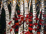 Fall Canvas Paintings - Canadian Fall